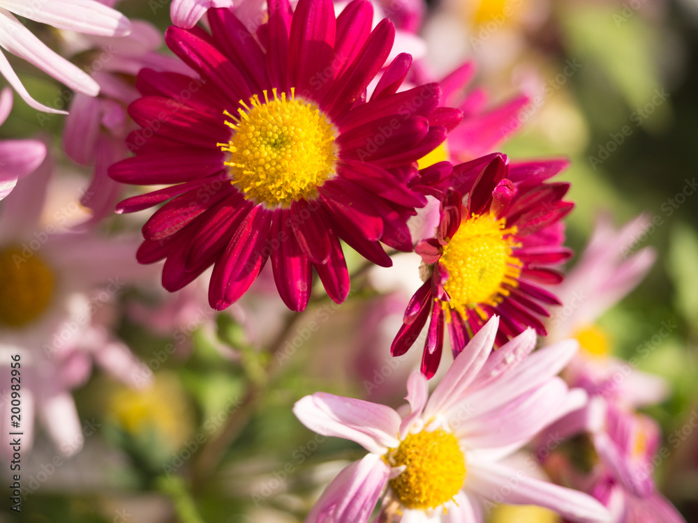 Magenta Chrysanthemum Flowers in the garden Magenta Chrysanthemum Flowers in the garden
