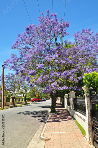 Little suburban street full of green trees. Adelaide, Australia © katerinka_au