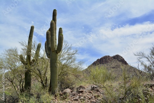 Saguaro National Park East Tucson Arizona Sonoran Desert Cactus Landscape
