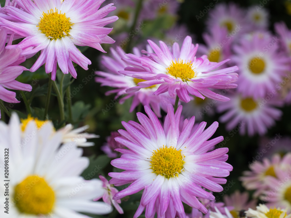 Pink and white mums in bloom at Central Park Pink and white mums in bloom at Central Park