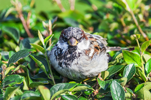 Angry sparrow bird in the bush