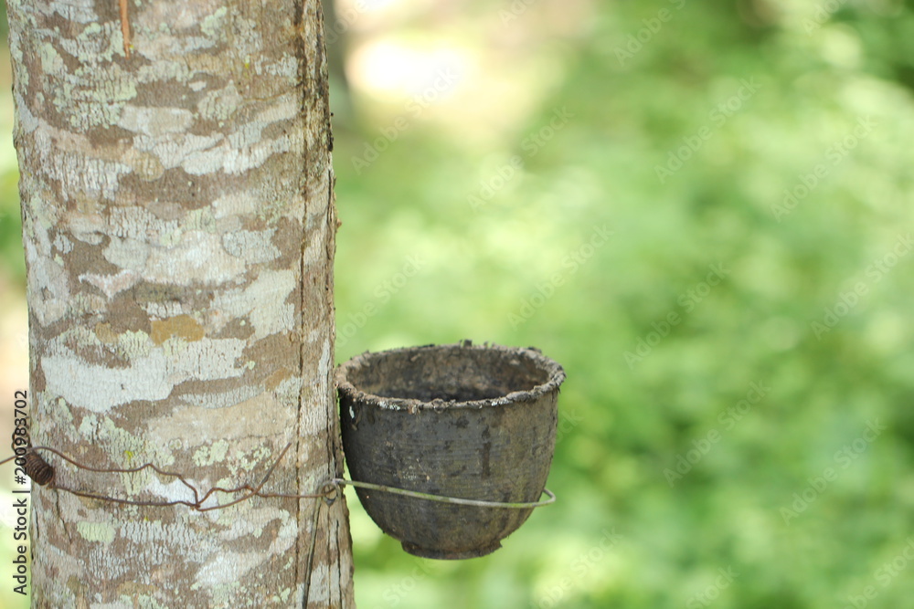 Rubber tree garden in Thailand Rubber tree garden in Thailand