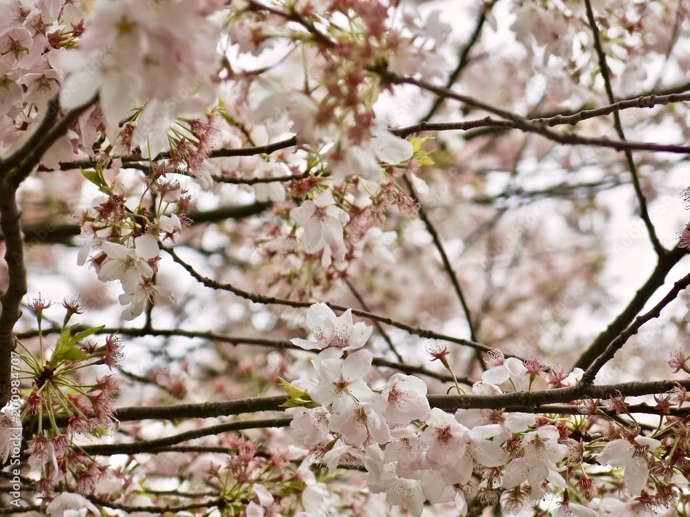 Cherry Blossoms in the Spring, Vancouver, British Columbia Cherry Blossoms in the Spring, Vancouver, British Columbia