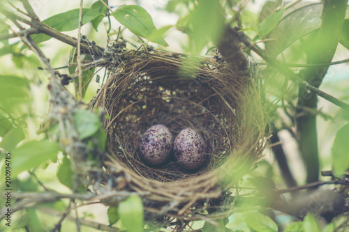 colorful bird egg in nest