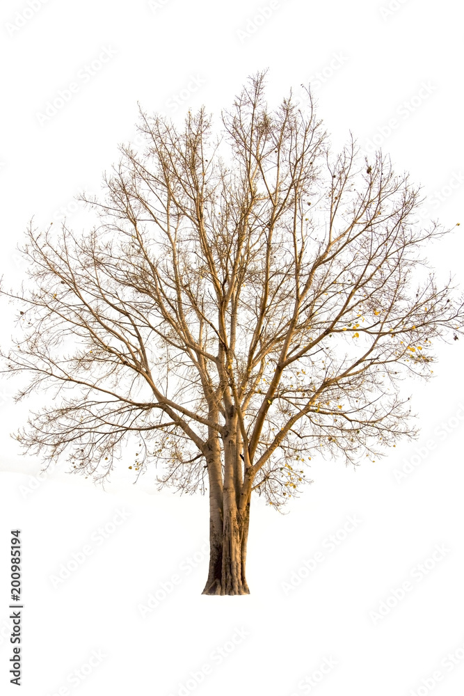 single of dry tree isolate on white background single of dry tree isolate on white background