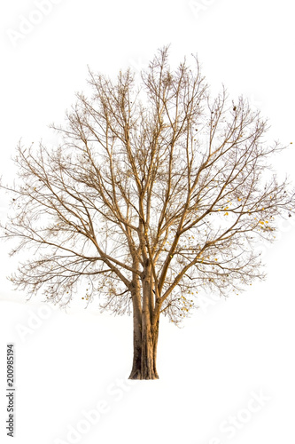 single of dry tree isolate on white background