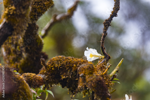 Into the forest. Nature com...