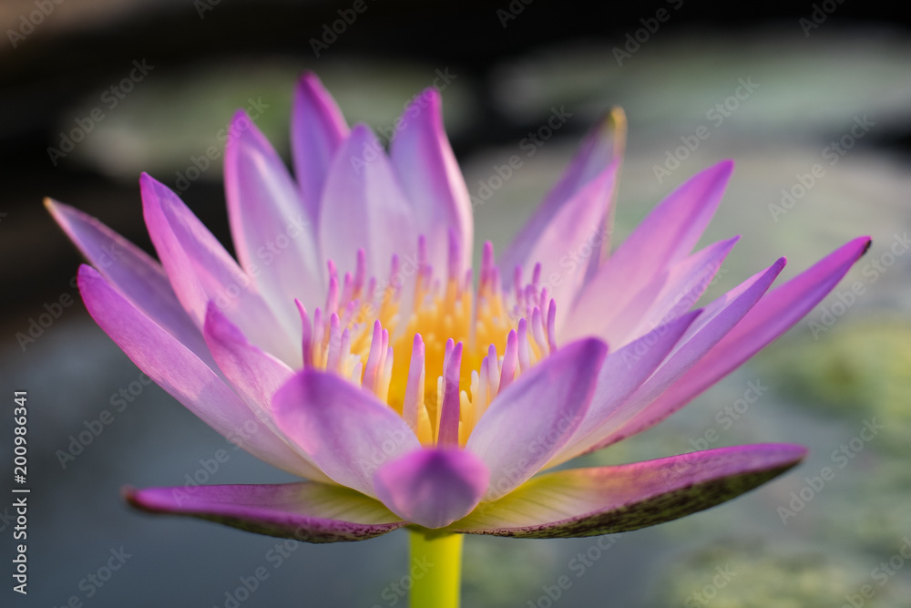 purple lotus blooming