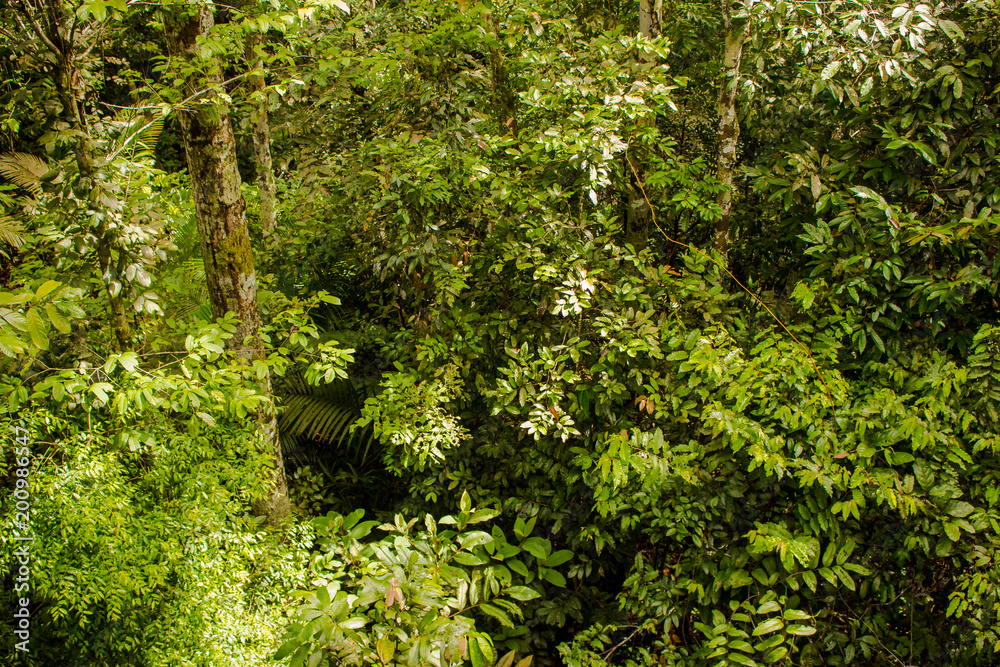 Bela paisagem com trilha no parque florestal da Amazônia, selva com várias árvores. Museu do Amazonas