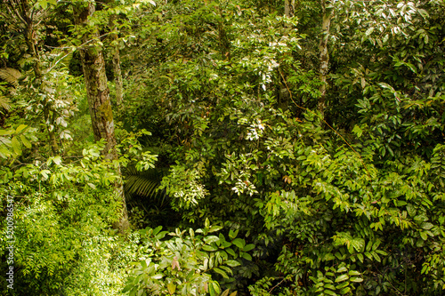 Bela paisagem com trilha no parque florestal da Amazônia, selva com várias árvores. Museu do Amazonas