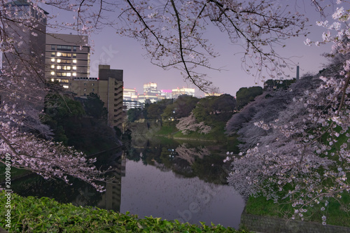 東京千鳥ヶ淵の夜桜