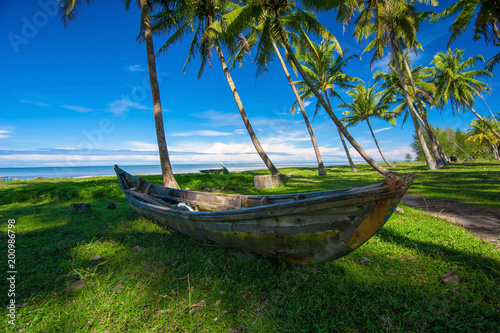 coconut tree at west sumatra, Indonesia