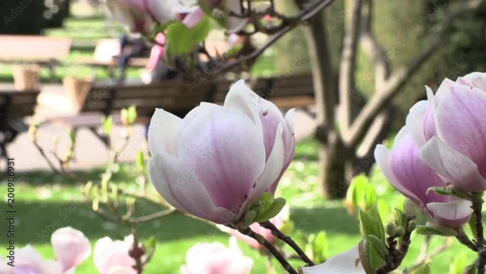Blooming magnolia tree with beautiful flowers Blooming magnolia tree with beautiful flowers