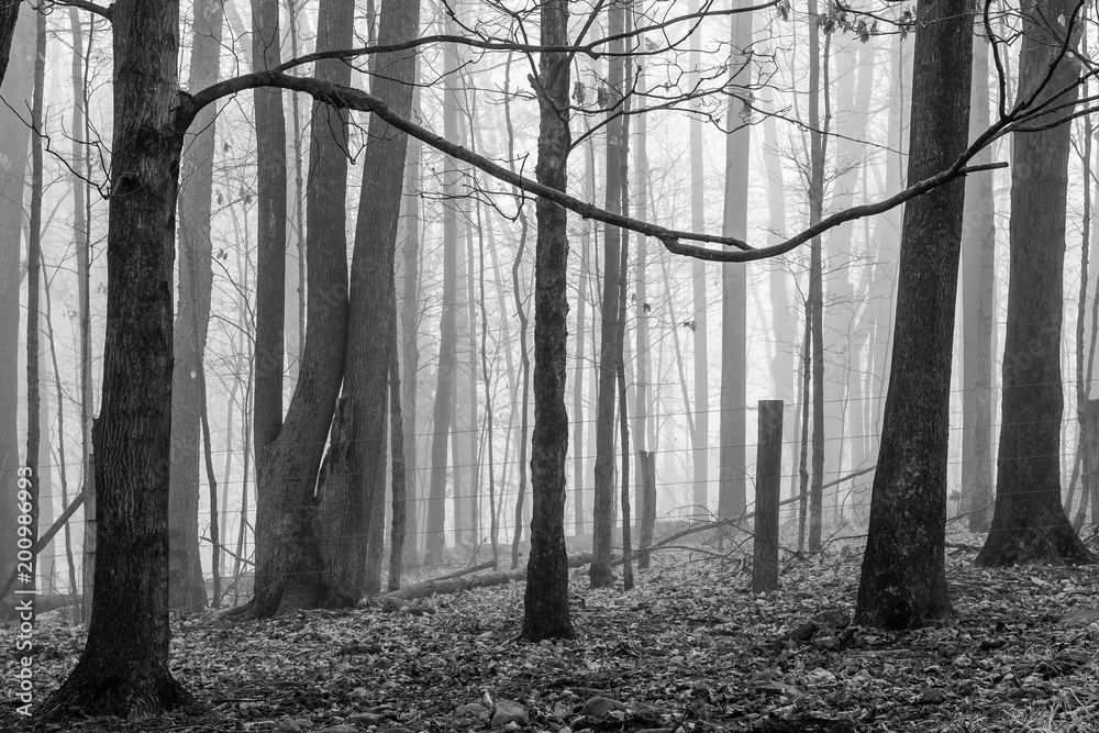 Fototapeta premium A mystic foggy forest in Pennsylvania.