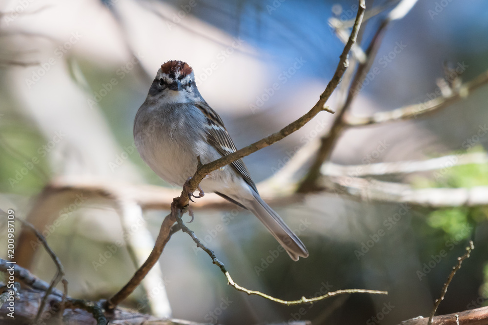Chipping Sparrow (Spizella passerina) perched in a tree