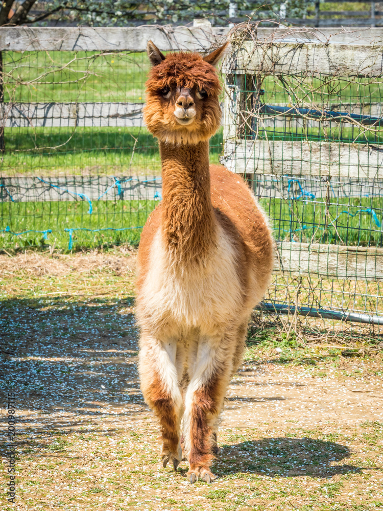 Obraz premium Photo of furry alpaca