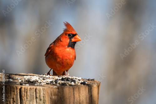 Northern Cardinal bird eating seeds © nsc_photography
