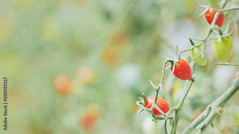 Fototapeta premium hydroponic fresh tomato branch with water stains in greenhouse