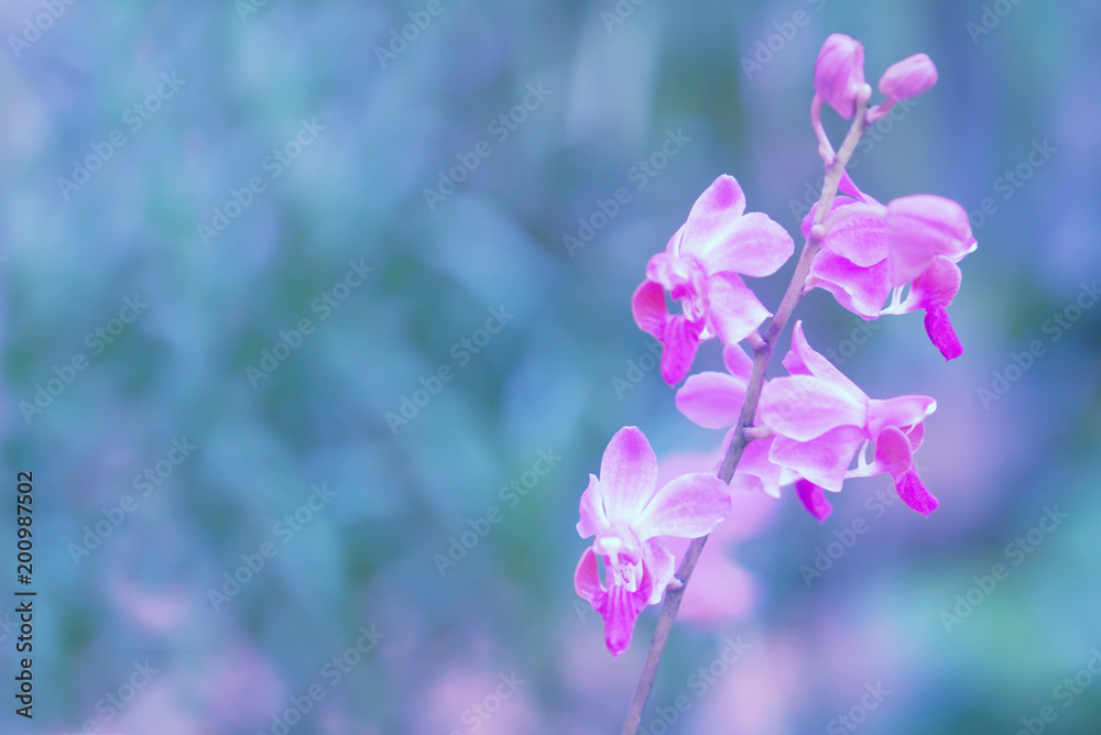 Small purple orchid  flower  blooming  in nature
