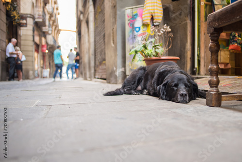 Adorable black lab mix dog asleep on the street in Barcelona's Gothic Quarter, despite activity all around him.