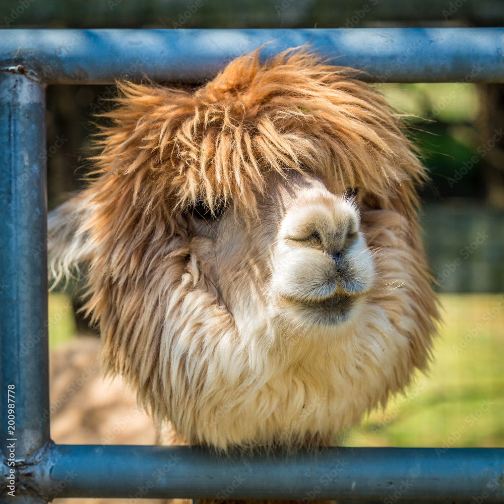 Fototapeta premium Photo of furry alpaca