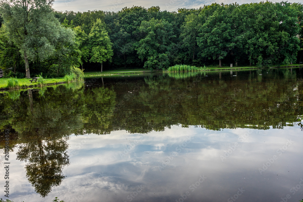 a water pond at Haagse Bos, forest in The Hague a water pond at Haagse Bos, forest in The Hague