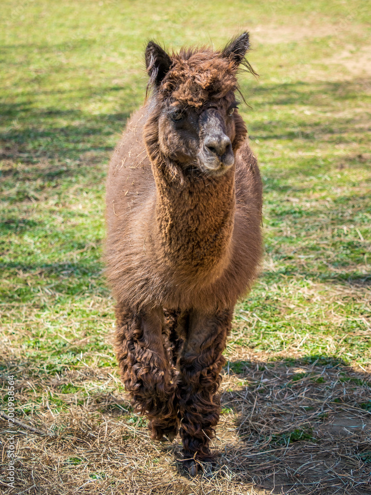 Fototapeta premium Photo of furry alpaca