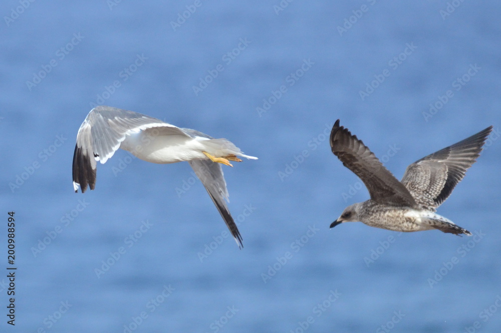 GAVIOTAS