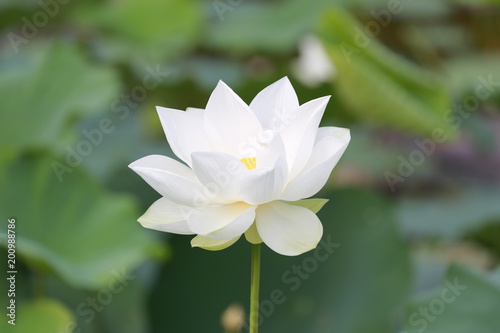 White Lotus in Thai Lagoon