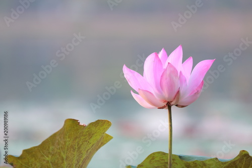 Pink lotus in the lagoon