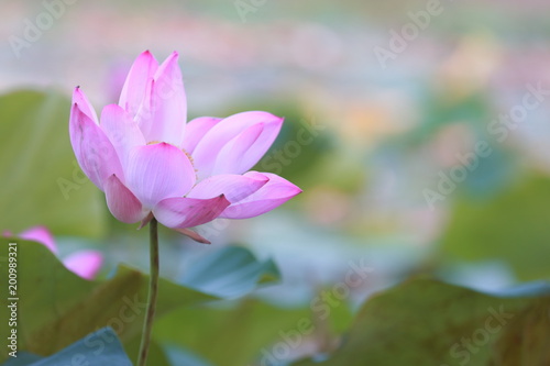 Pink lotus in the lagoon