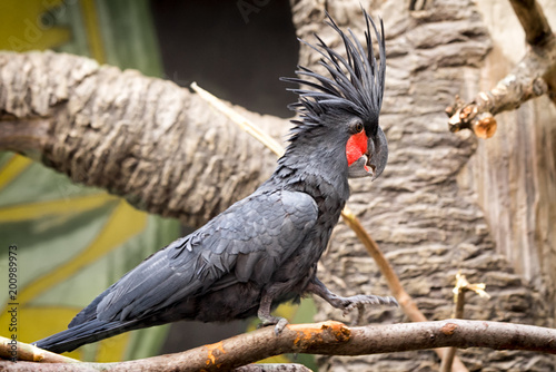 black palm cockatoo full size photo