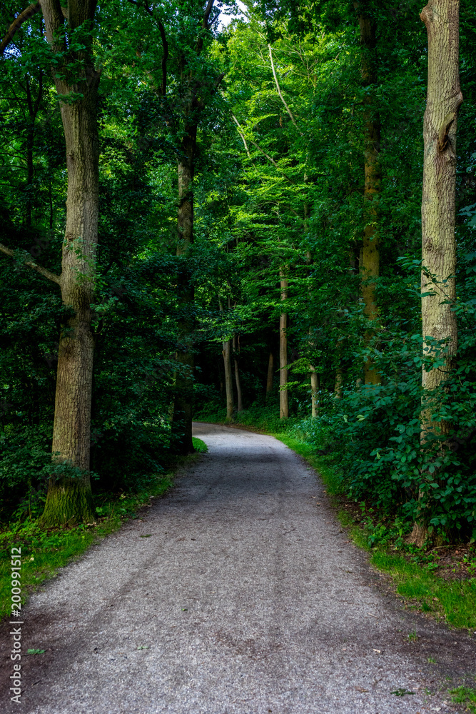 Muddy road into a forest at Haagse Bos, forest in The Hague