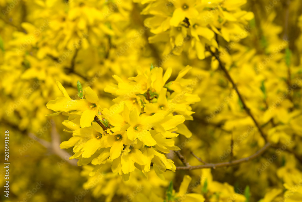 forsythia flowers on twig macro forsythia flowers on twig macro