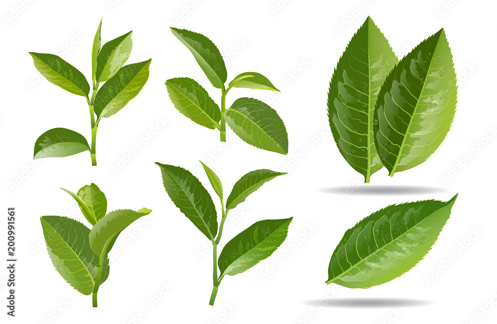 vector illustration set of a collage of green tea leaves.