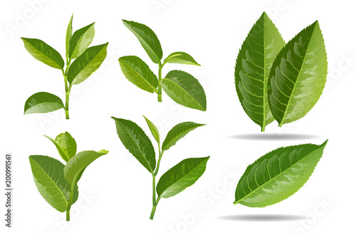 vector illustration set of a collage of green tea leaves. © Pongsapol