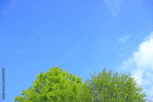 Obraz na płótnie 新緑と青空 w salonie