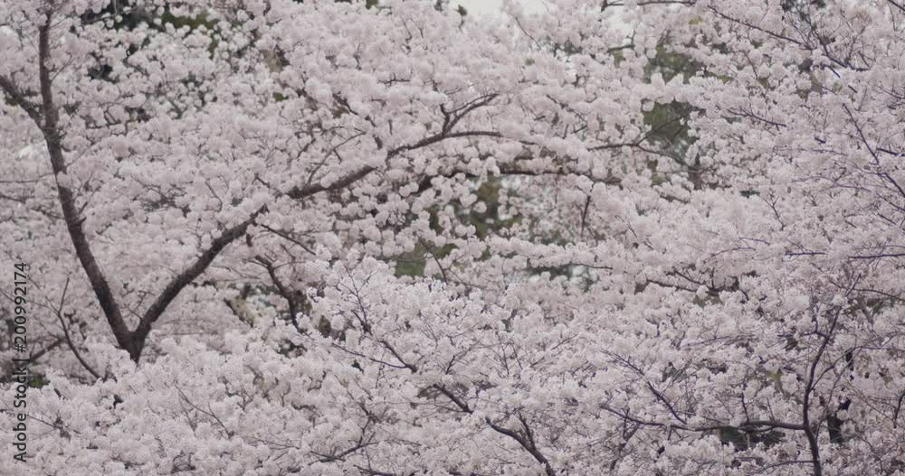 桜の花 ソメイヨシノ 桜の花 ソメイヨシノ