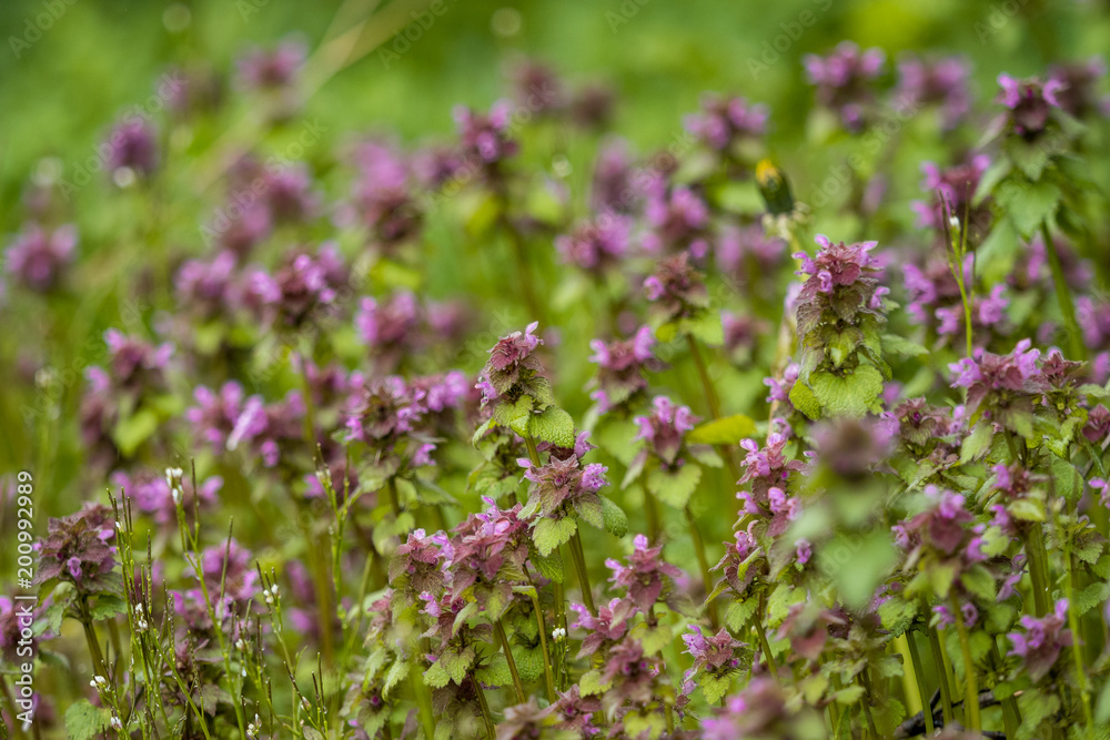 tiny purple flower field background tiny purple flower field background