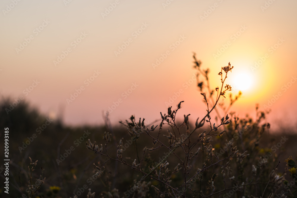Beautiful sunset in a field with wild herbs