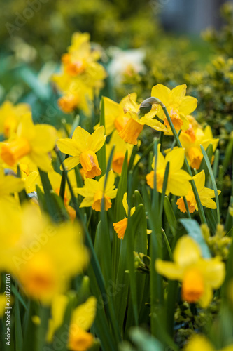 Fototapeta Naklejka Na Ścianę i Meble -  yellow daffodil flower field