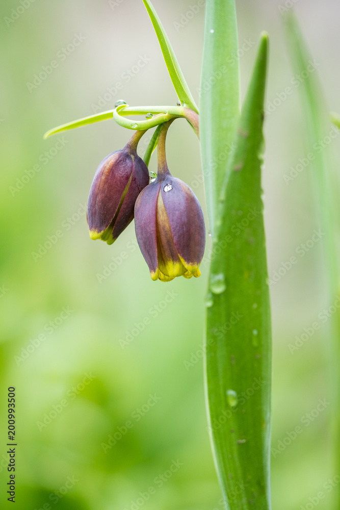 two purple flowers with morning dewdrop on the leaves two purple flowers with morning dewdrop on the leaves