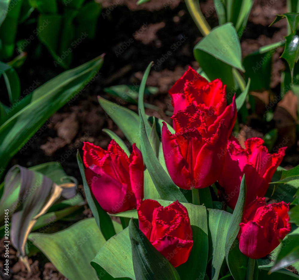 Very Deep Red Petals on a Patch of Parrot Tulips Very Deep Red Petals on a Patch of Parrot Tulips