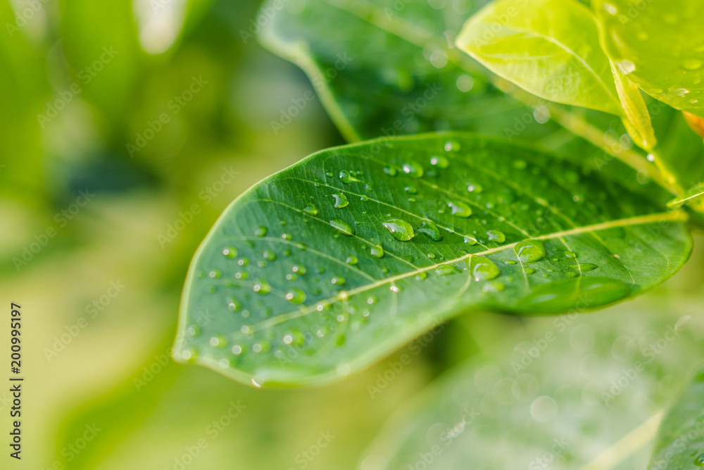 Drops on the leaves with sunlight in the Garden. Drops on the leaves with sunlight in the Garden.