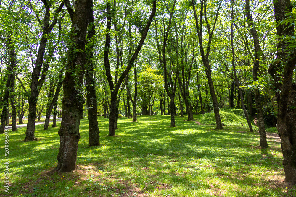 Fresh green park in Sakura city, Chiba prefecture, Japan