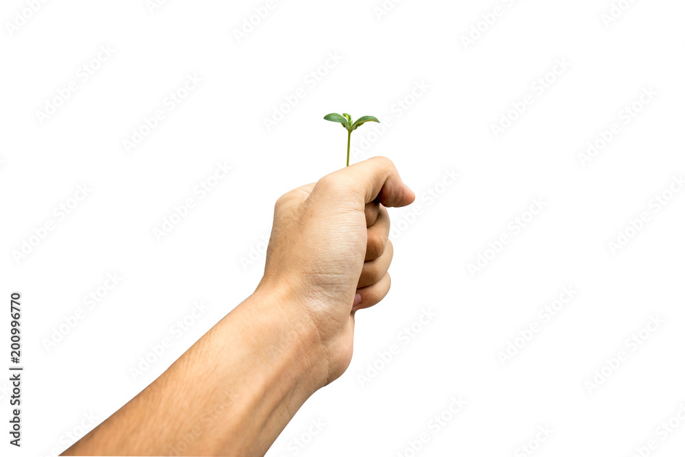Young plant on hand isolated on white background. Young plant on hand isolated on white background.