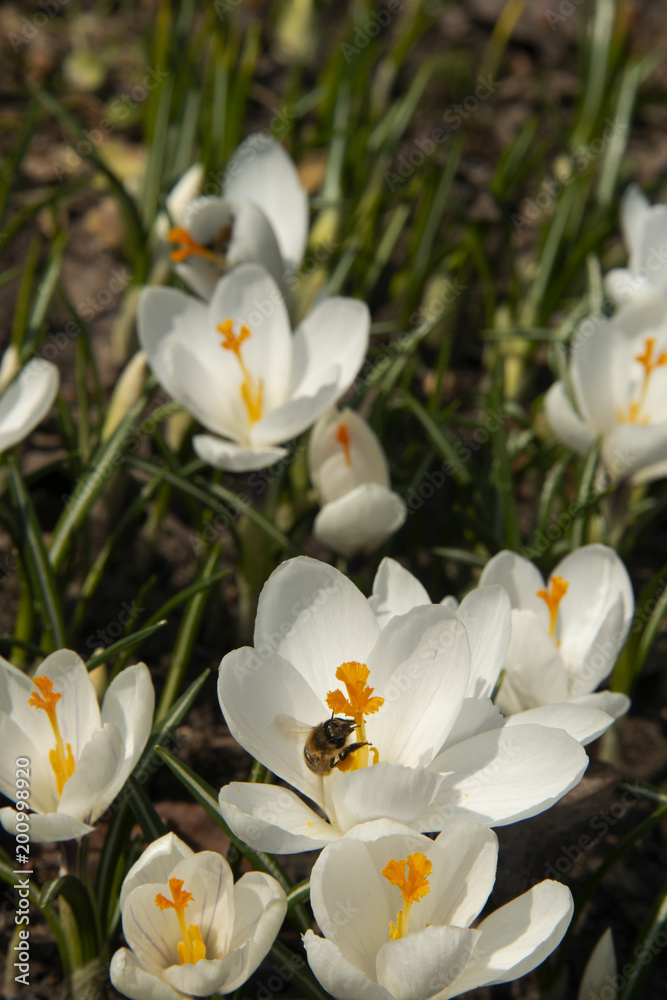 Bee on a snowdrop in sunny day