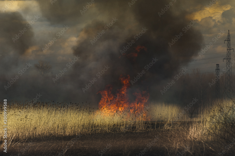 Landscape after fire