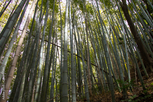 Small Path in Japanese bamboo grove