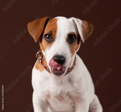 Licking dog © Tatyana Gladskih